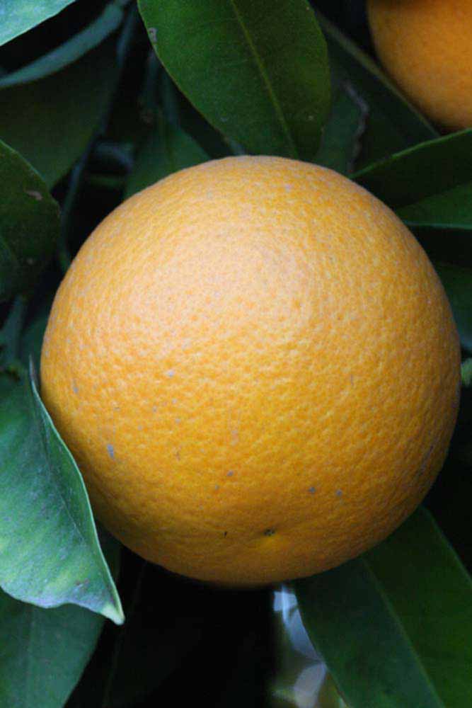            Fruit (Riverside, CA)   